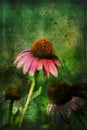Three Coneflowers with Gunge Layers Royalty Free Stock Photo