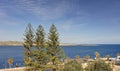 Three coniferous trees against blue sky and blue see with Malta island in the background Royalty Free Stock Photo