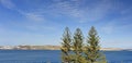 Three coniferous trees against blue sky and blue see with Malta island in the background Royalty Free Stock Photo