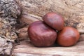 Three conkers on Southampton Common