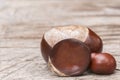 Three conkers