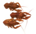 Three cooked boiled crawfish, on a white plate, isolated Royalty Free Stock Photo