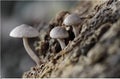 Three Coprinopsis (=Psathyrella) melanthina fungi Royalty Free Stock Photo