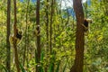 Three Coquerel sifaka holding on a tree Royalty Free Stock Photo