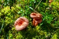 Three coral milky cap mushrooms on green moss background grow in forest close up, Lactarius torminosus beautiful edible mushrooms