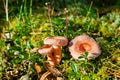 Three coral milky cap mushrooms on green moss background grow in forest close up, Lactarius torminosus beautiful edible mushrooms