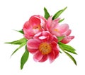 Three coral peony flowers with green leaves