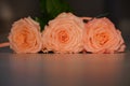 Three coral roses with green leaves in contrast light, Gently pink roses close up at sun. Beauty tender flower with light Royalty Free Stock Photo