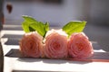 Three coral roses with green leaves in contrast light, Gently pink roses close up at sun. Beauty tender flower with light Royalty Free Stock Photo