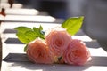 Three coral roses with green leaves in contrast light, Gently pink roses close up at sun. Beauty tender flower with light Royalty Free Stock Photo