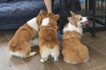 3 brown corgi dogs