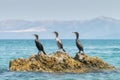 Three cormorant birds sitting on a rock against the sea. Royalty Free Stock Photo