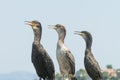 Three cormorant portaits sitting on a rock against the sea