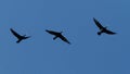 Cormorants Flying on High