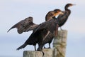 The Three Cormorants on piling`s Royalty Free Stock Photo