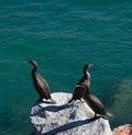Three cormorants resting at St Francis Bay harbour