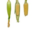 Three corn-cobs Royalty Free Stock Photo