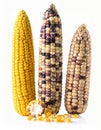 Three Corn Cobs Isolated on White Background with Colorful Kernels Royalty Free Stock Photo