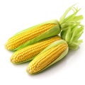 Three corn cobs isolated on a white background