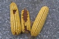 Three corn cobs Royalty Free Stock Photo