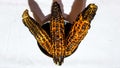 Three Corn Cobs Lying In Their Bowl. Royalty Free Stock Photo