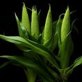 Three corn cobs with small kernels on green, plants, isolated black background. Corn as a dish of thanksgiving for the harvest Royalty Free Stock Photo