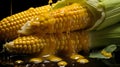 Three corn cobs and water running down them. Corn as a dish of thanksgiving for the harvest Royalty Free Stock Photo