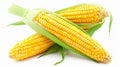 Three corn cobs on white background Royalty Free Stock Photo