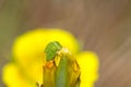 Three-cornered Alfalfa Hopper