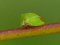 Three-cornered Alfalfa Hopper On Stem Royalty Free Stock Photo