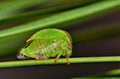 A Three-Cornered Alfalfa Treehopper insect.