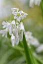 Three cornered garlic allium triquetrum Royalty Free Stock Photo