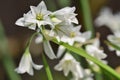 Three cornered garlic allium triquetrum Royalty Free Stock Photo
