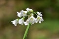 Three cornered garlic allium triquetrum Royalty Free Stock Photo