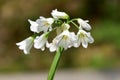 Three cornered garlic allium triquetrum Royalty Free Stock Photo