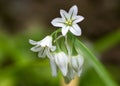 Three-cornered garlic (Allium triquetrum) in flower Royalty Free Stock Photo