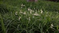 Three-Cornered Garlic Flowers Blowing in the Wind