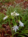 Three-cornered Garlic Flowers in the Woods