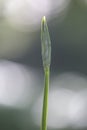 Three-cornered Leek, Allium triquetrum Royalty Free Stock Photo
