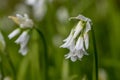Three cornered leek allium triquetrum flower Royalty Free Stock Photo