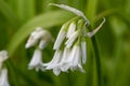 Three cornered leek allium triquetrum flower Royalty Free Stock Photo