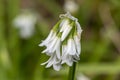 Three cornered leek allium triquetrum flower