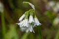 Three cornered leek allium triquetrum flower