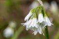 Three cornered leek allium triquetrum flower