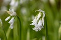 Three cornered leek allium triquetrum flower Royalty Free Stock Photo