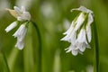 Three cornered leek allium triquetrum flower