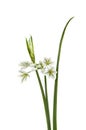 Three-cornered Leek - Allium triquetrum Royalty Free Stock Photo