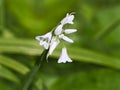 Three-cornered Leek - Allium Triquetrum