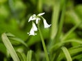 Three-cornered Leek - Allium Triquetrum