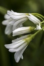Three Cornered Leek Royalty Free Stock Photo